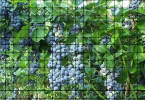 Yong'oq daraxti himoyasi aniq